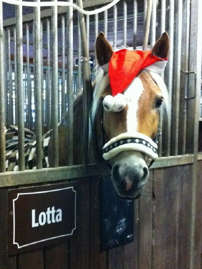 Haflinger_Weihnachten_Lotta_Gut Immling_2017 Haflinger_Weihnachten_Lotta_Gut Immling_2017