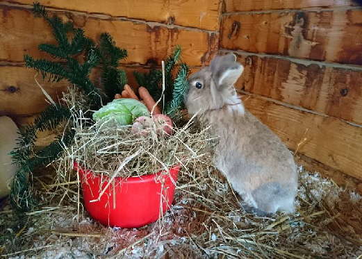 Hasen_Gut Immling_Weihnachten_2017 Hasen_Gut Immling_Weihnachten_2017