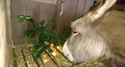 Merry_Gut Immling_Weihnachten_2017 Merry_Gut Immling_Weihnachten_2017