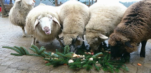Schafe_Weihnachten_Gut Immling_2017 Schafe_Weihnachten_Gut Immling_2017