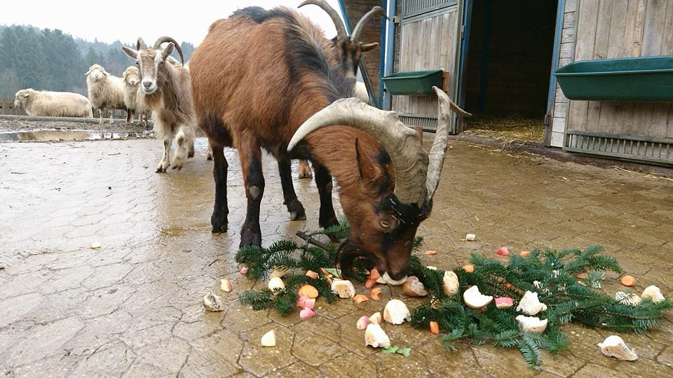 Ziege_Offenstall_Weihnachten_2017_Gut Immling Ziege_Offenstall_Weihnachten_2017_Gut Immling