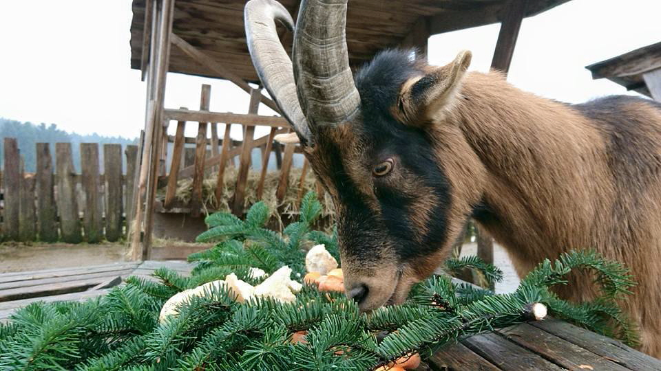 Ziege_Weihnachten_Gut Immling_2017 Ziege_Weihnachten_Gut Immling_2017