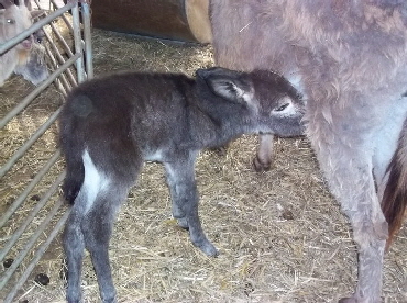Eselbaby 4 Eselbaby 4