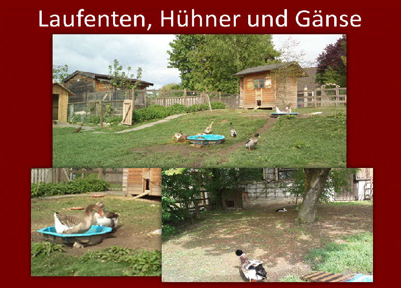 Laufenten, Hner und Gnse