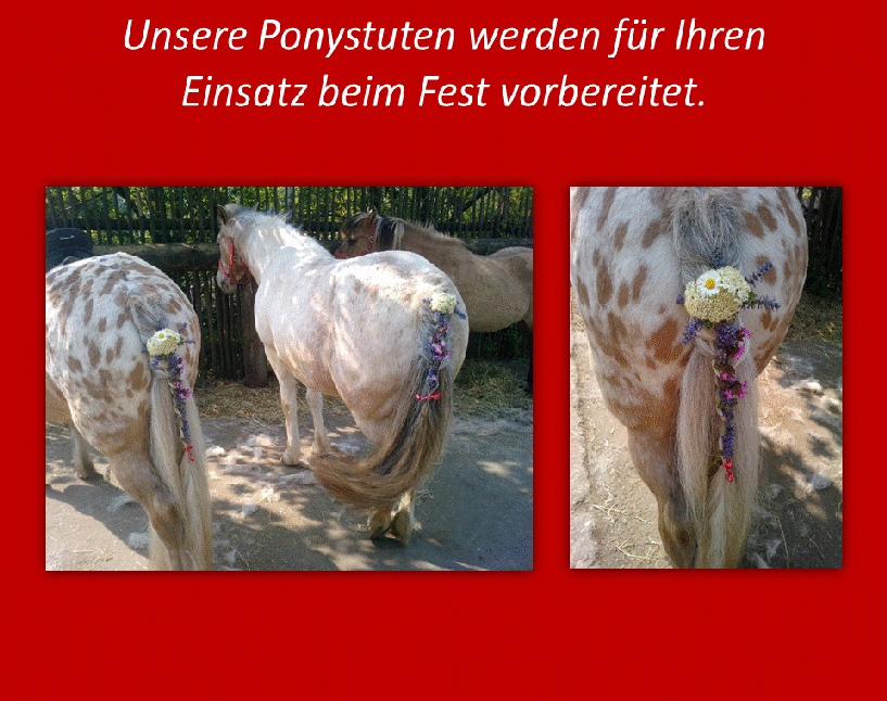 Ponystuten